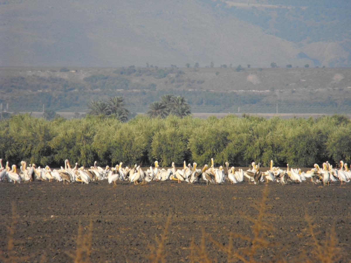 Jordan Valley Birding Lodge Kefar Ruppin Luaran gambar