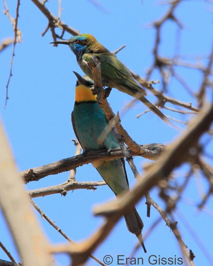 Jordan Valley Birding Lodge Kefar Ruppin Luaran gambar