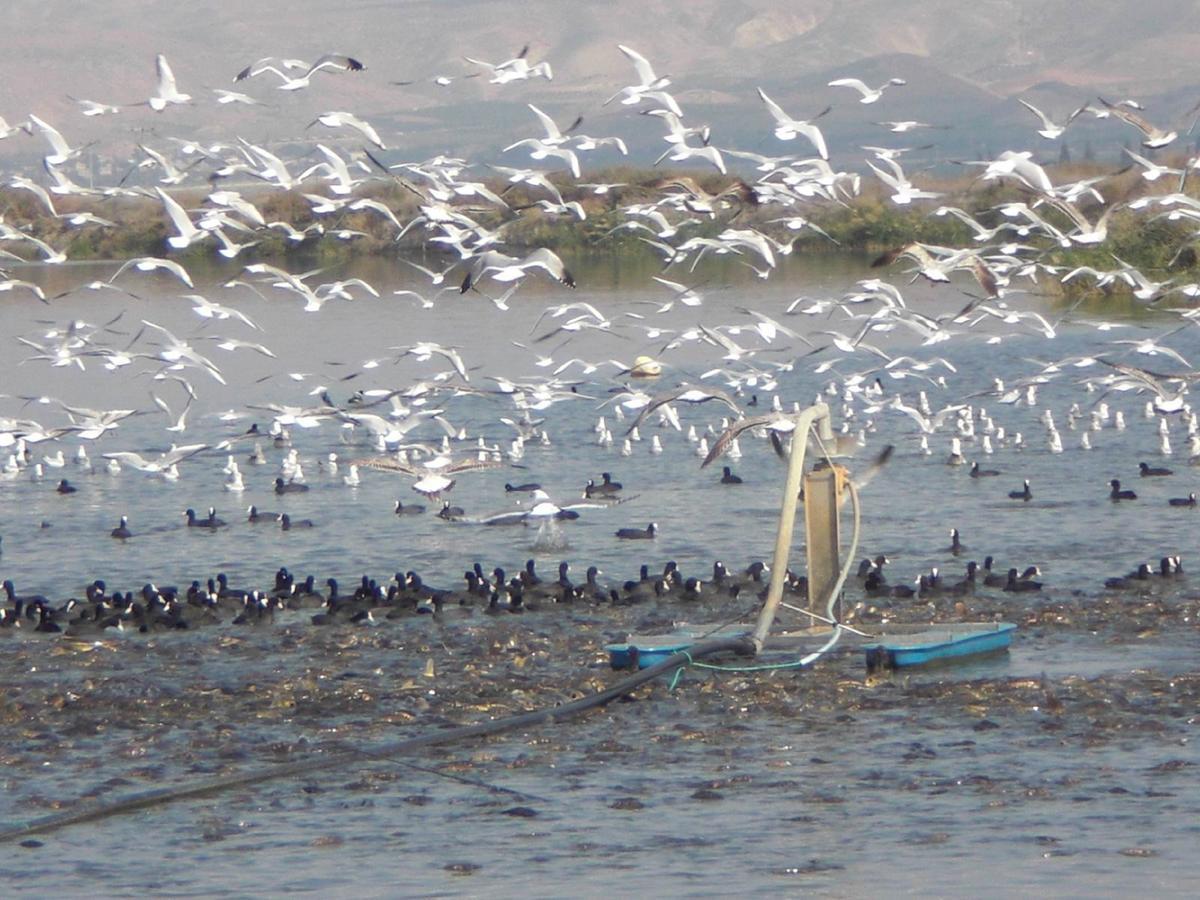 Jordan Valley Birding Lodge Kefar Ruppin Luaran gambar