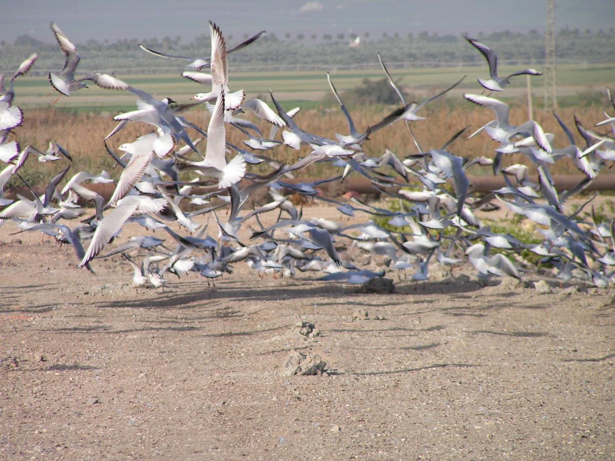 Jordan Valley Birding Lodge Kefar Ruppin Luaran gambar